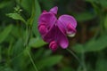 Close Up Look at a Hot Pink Flowering Sweet Pea Vine Royalty Free Stock Photo