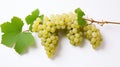 On the vine, a cluster of ripe grapes can be seen. isolated in front of a white background Royalty Free Stock Photo