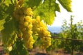 Vine cluster under green sheet