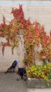 Vine with colorful leaves of creeper plant on old tile brick wall Royalty Free Stock Photo