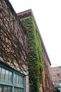 Vine covered brick building