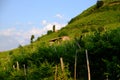 Vine covered hills near Santo Stefano, Valdobbiadene Royalty Free Stock Photo