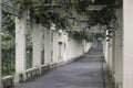 Vine Covered Pillared Walkway