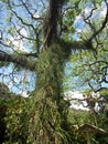 Vine Covered Tree at Waimea Falls Botanical Garden in North Shore, Hawaii