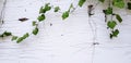 Vine or creeping plant growth on rough, cracked or grunge white wall background with copy space