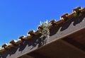 Vine ferns or snakeferns on tree trunk on the edge of the roof Royalty Free Stock Photo