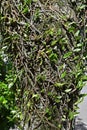 Vine ferns or snakeferns on tree trunk, Microgramma squamulosa, Rio Royalty Free Stock Photo