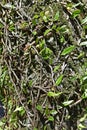 Vine ferns or snakeferns on tree trunk, Microgramma squamulosa, Rio Royalty Free Stock Photo