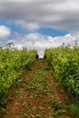 Vine field in Torres Vedras Portugal.
