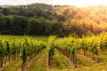 vine field on a vineyard in germany, bergstrasse odenwald during sunset Royalty Free Stock Photo