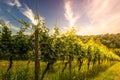 vine field on a vineyard in germany, bergstrasse odenwald during sunset Royalty Free Stock Photo