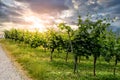 vine field on a vineyard in germany, bergstrasse odenwald during sunset Royalty Free Stock Photo