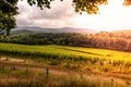 vine field on a vineyard in germany, bergstrasse odenwald during sunset Royalty Free Stock Photo