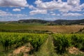 Vine fields in Torres Vedras Portugal.