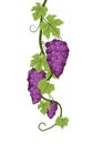 Vine with foliage and bunches of red grapes. Viticulture and farming. Climbing Branches with berries on a dense bush