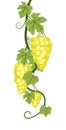 Vine with foliage and bunches of yellow grapes. Viticulture and farming. Climbing Branches with berries on a dense bush