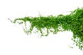 vine frame leaf vine isolates on a white background Royalty Free Stock Photo