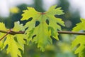 Vine with  fresh  figured green grape  leaves closeup on blurred floral background Royalty Free Stock Photo