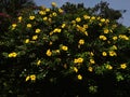 A vine full of flowers at the end of the wall