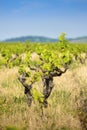 Vine of gamay at Beaujolais, France