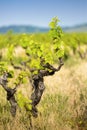 Vine of gamay at Beaujolais, France