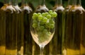 Vine Glass with Grapevine Royalty Free Stock Photo