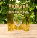 Vine Glass with Grapevine Royalty Free Stock Photo