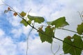 vine going up against the blue sky. beautiful photo for Wallpape Royalty Free Stock Photo