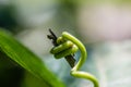 Vine grabing piece of a twig Royalty Free Stock Photo