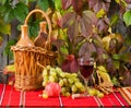 Vine and grape Royalty Free Stock Photo