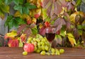 Vine and grape Royalty Free Stock Photo