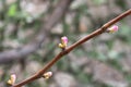 Vine and grape buds, closeup , spring background