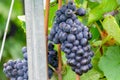 Vine grape in champagne vineyards at montagne de reims countryside village background, France Royalty Free Stock Photo