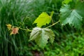 Vine, grape leaves isolated on green background. Royalty Free Stock Photo