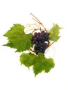 Vine Grape And Vine Leaf