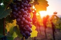 Vine grapes agriculture nature leaf food harvest fruit green closeup bunch wine sunset