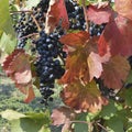 Vine grapes Royalty Free Stock Photo