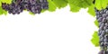 Vine and grapes frame margin Royalty Free Stock Photo