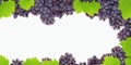 Vine and grapes frame margin Royalty Free Stock Photo