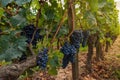 Vine grapes growing on vineyards of Saint Emilion, Bordeaux. Wineyards in France. Wine industry. Agriculture and Royalty Free Stock Photo