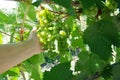 Vine grapes in the hands of a farmer. spring grape vine budding. Green background sunny day. Agriculture season harvesting Royalty Free Stock Photo