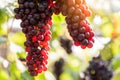 vine grapes at harves Royalty Free Stock Photo