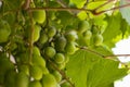 Vine green grapes on a. branch in the sun. Agriculture and grape growing on an industrial scale Royalty Free Stock Photo