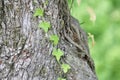 Heart Shaped Leaves Growing on a Tree Trunk Royalty Free Stock Photo