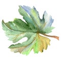 Vine green leaf. Watercolor background illustration set. Isolated grape illustration element. Royalty Free Stock Photo