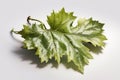 Vine green leaves or grape leave isolated