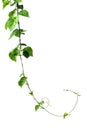 Vine with green leaves, heart shaped, twisted separately on a white background Royalty Free Stock Photo