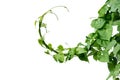 Vine with green leaves, heart shaped, twisted separately on a white background Royalty Free Stock Photo