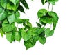 Vine with green leaves, heart shaped, twisted separately on a white background Royalty Free Stock Photo