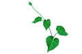 Vine with green leaves, heart shaped, twisted separately on a white background Royalty Free Stock Photo